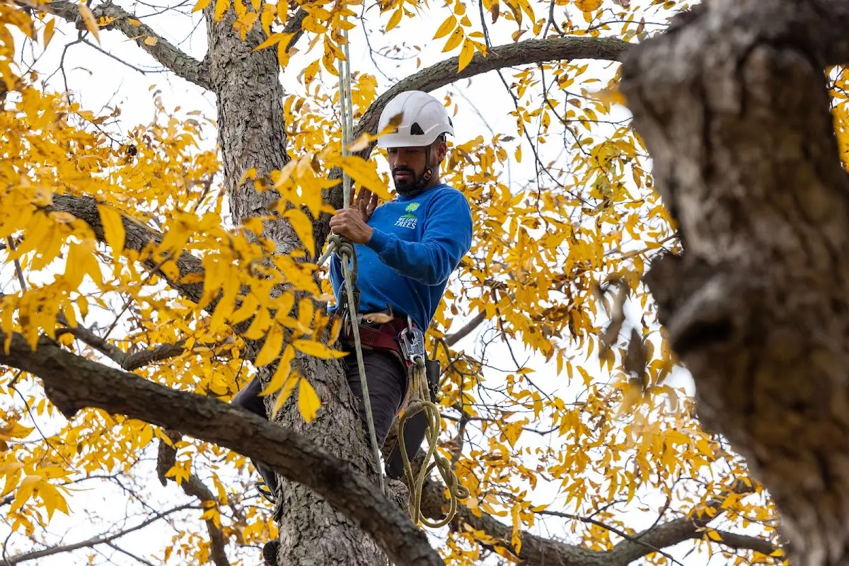 Skilled Tree Pruning crew working in Steamboat Springs